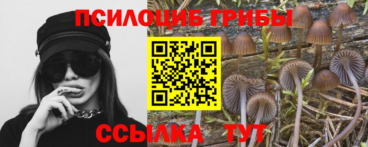 Луга  Псилоцибиновые грибы прущие грибы  Вход с VPN 